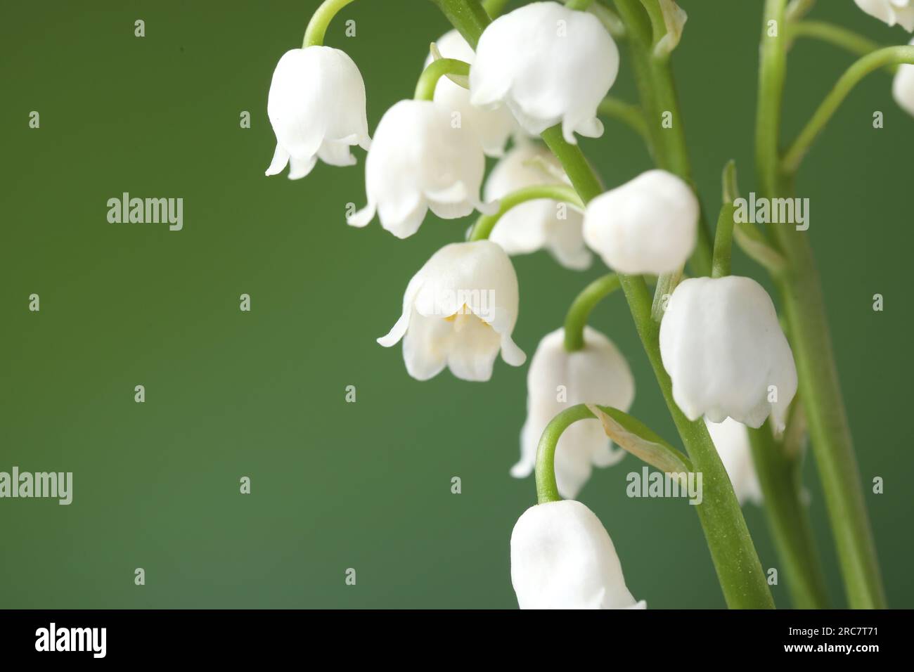 Beautiful lily of the valley flowers on blurred green background ...