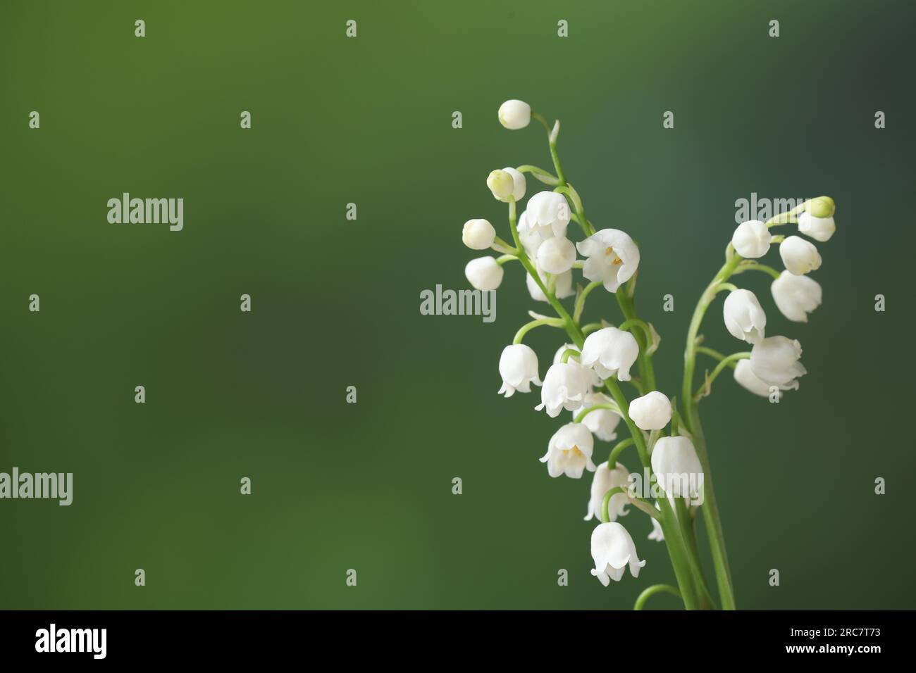 Beautiful lily of the valley flowers on blurred green background ...