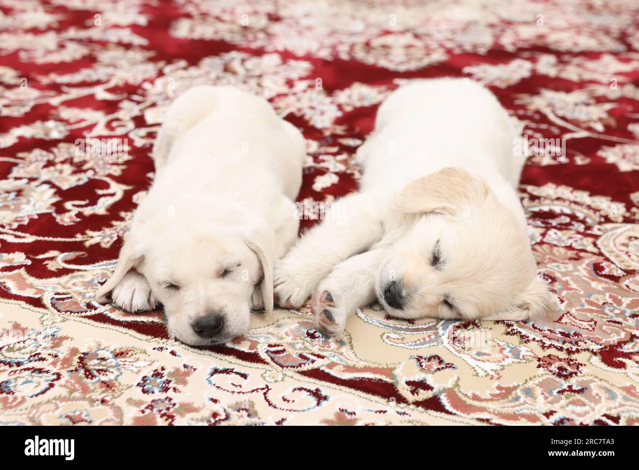 Cute little puppies sleeping on vintage carpet Stock Photo - Alamy