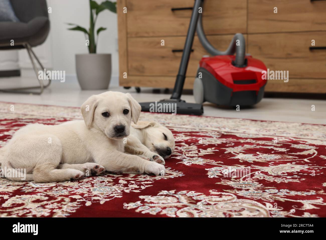 Cute little puppy lying on carpet at home. Space for text Stock Photo ...