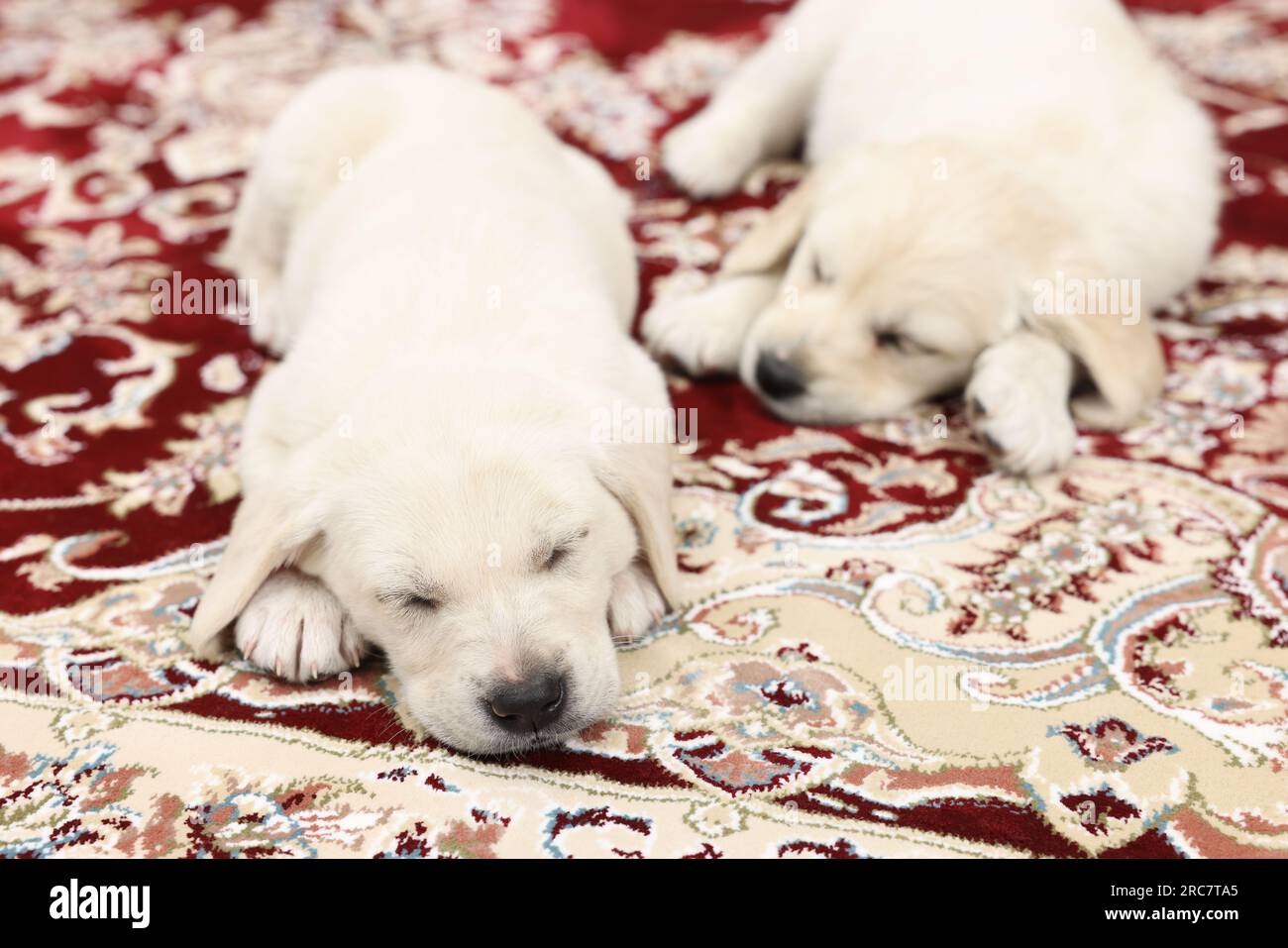 Cute little puppies sleeping on vintage carpet Stock Photo - Alamy