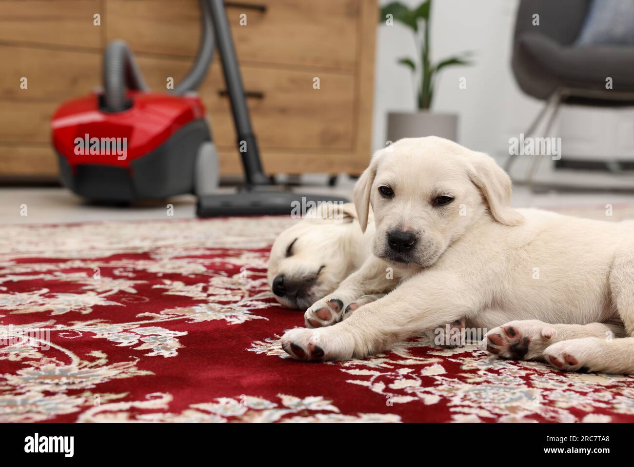 Cute little puppy lying on carpet at home. Space for text Stock Photo ...