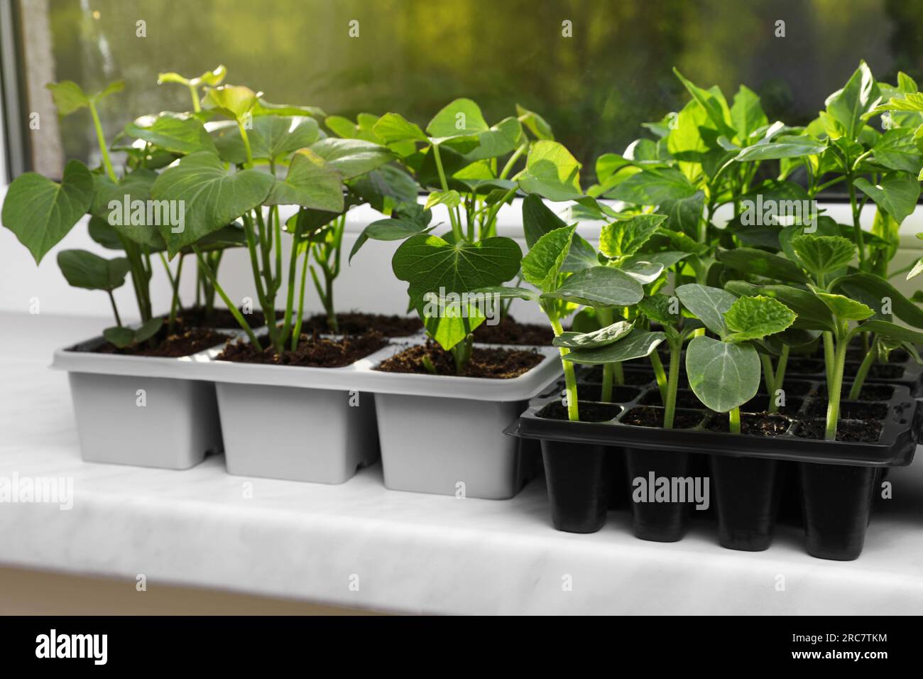 Seedlings growing in plastic containers with soil on windowsill