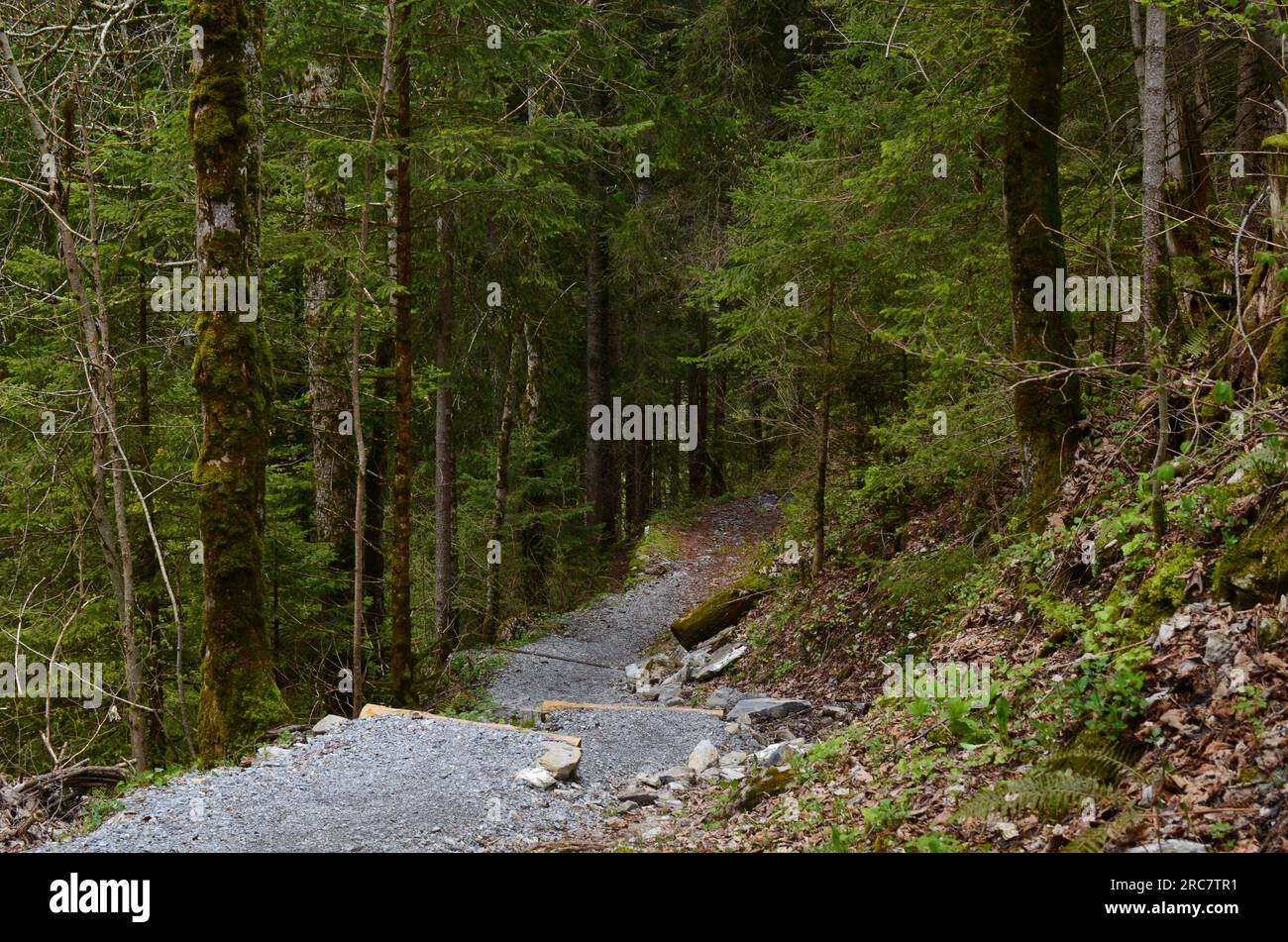 Beautiful view of pathway among green tall trees in forest Stock Photo ...