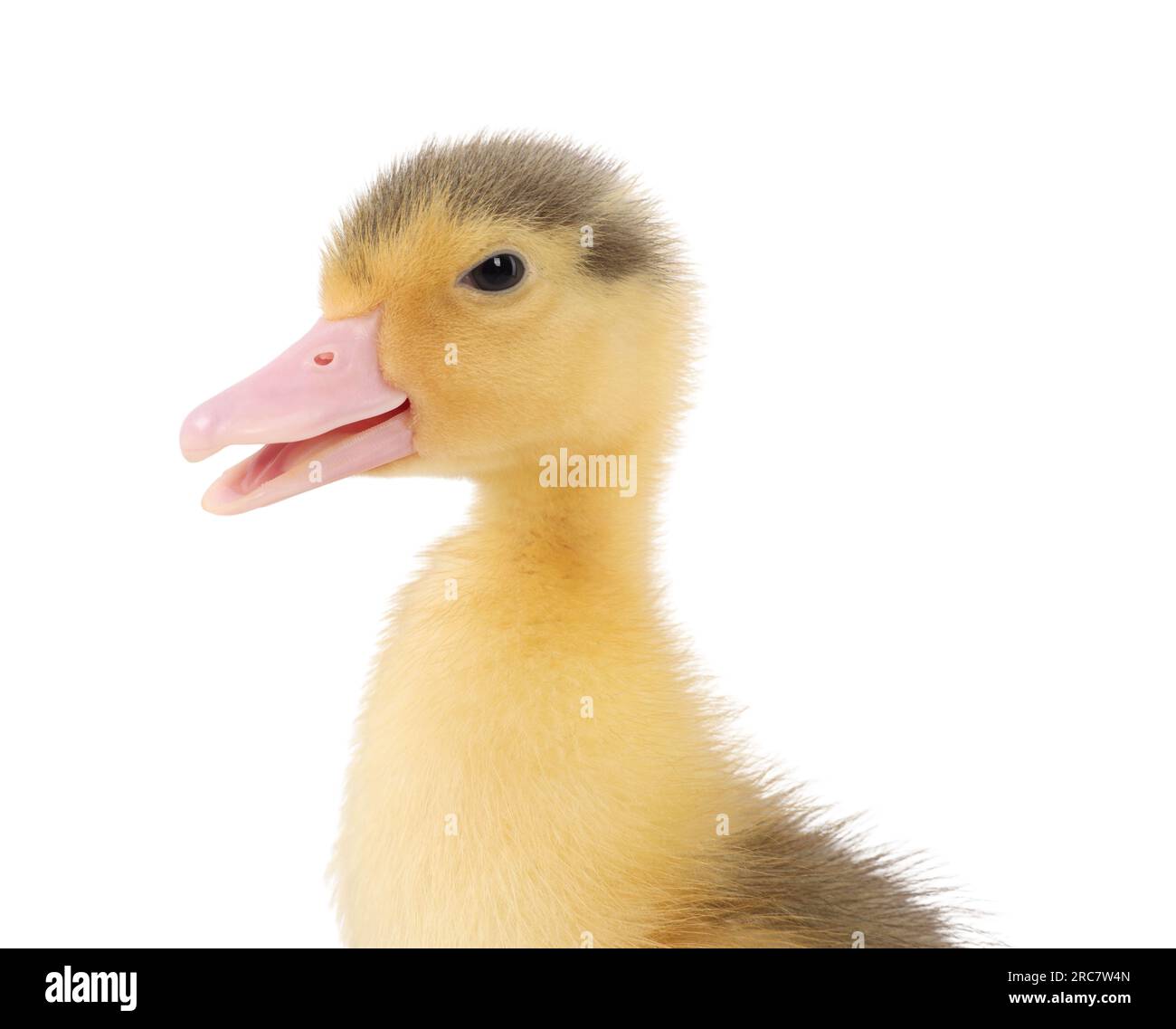 Baby animal. Portrait of cute fluffy duckling on white background Stock