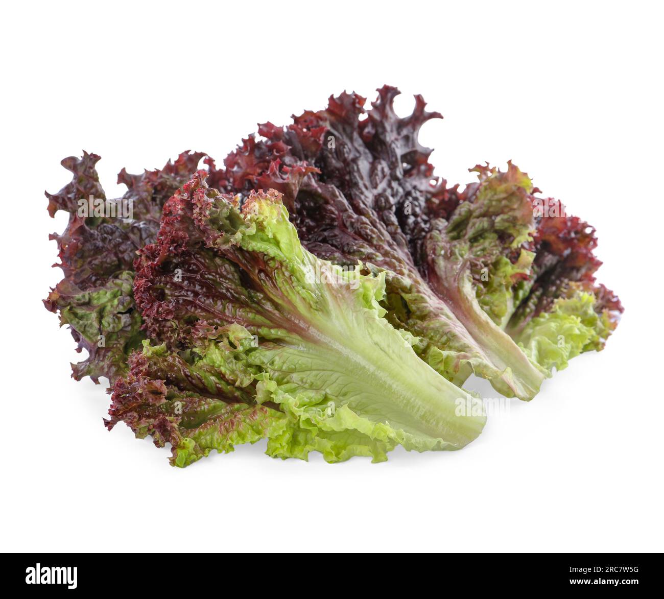 Lollo rossa leaves hi-res stock photography and images - Alamy
