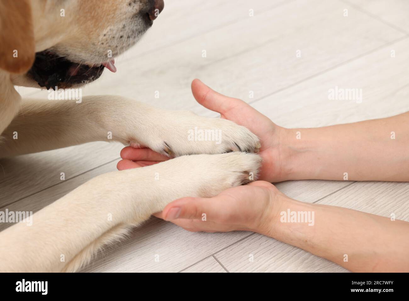 Dog giving paws to man at home, closeup Stock Photo Alamy