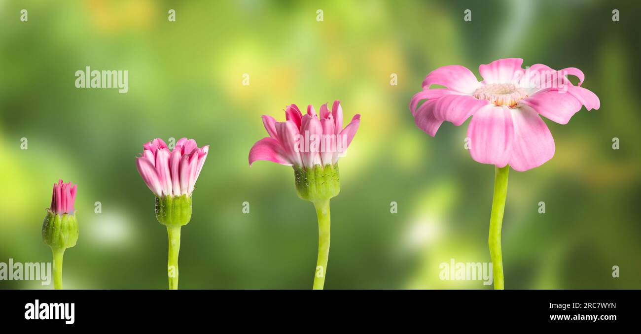 Blooming stages of pink daisy flower on blurred background Stock Photo