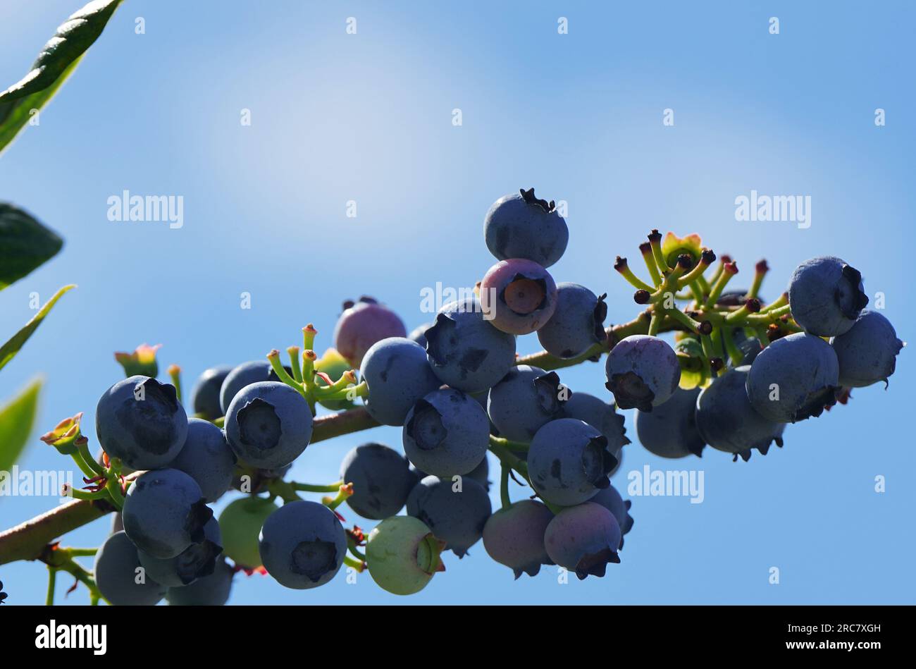 Elisenau hires stock photography and images Alamy