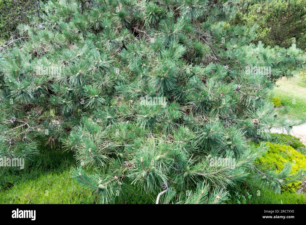 Chinese Red Pine, Pinus tabuliformis var. mukdensis tree Stock Photo