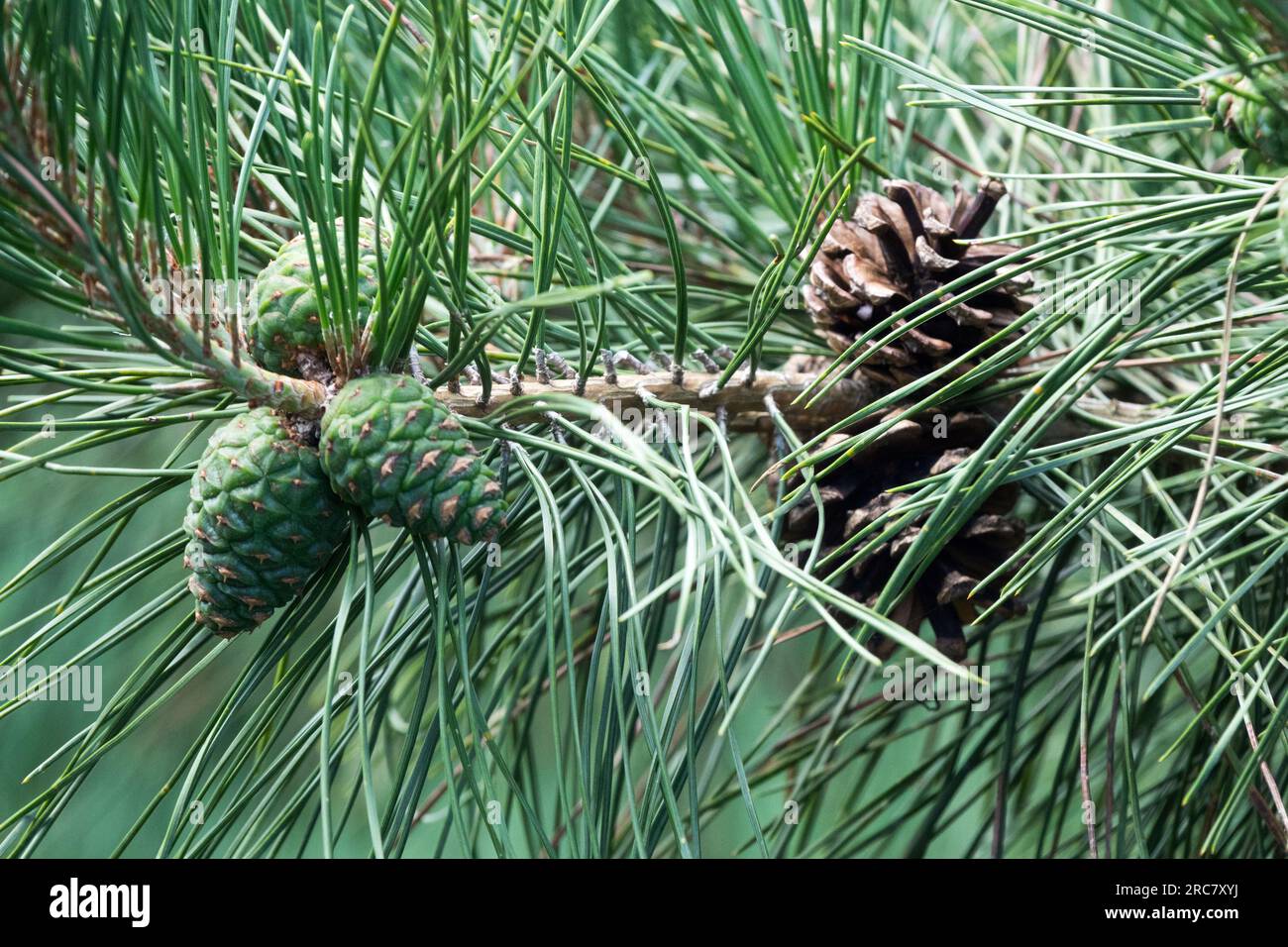 Chinese Pine, Cones, Pinus tabuliformis var. mukdensis Stock Photo