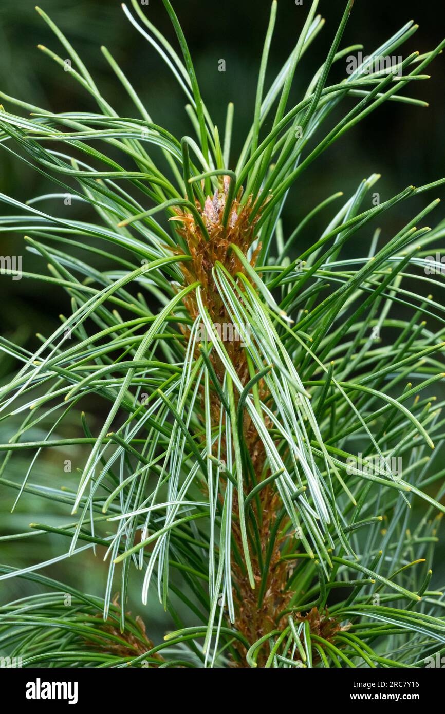 Hakkoda Pine, Japanese pine, Pinus x hakkodensis, Needles Stock Photo