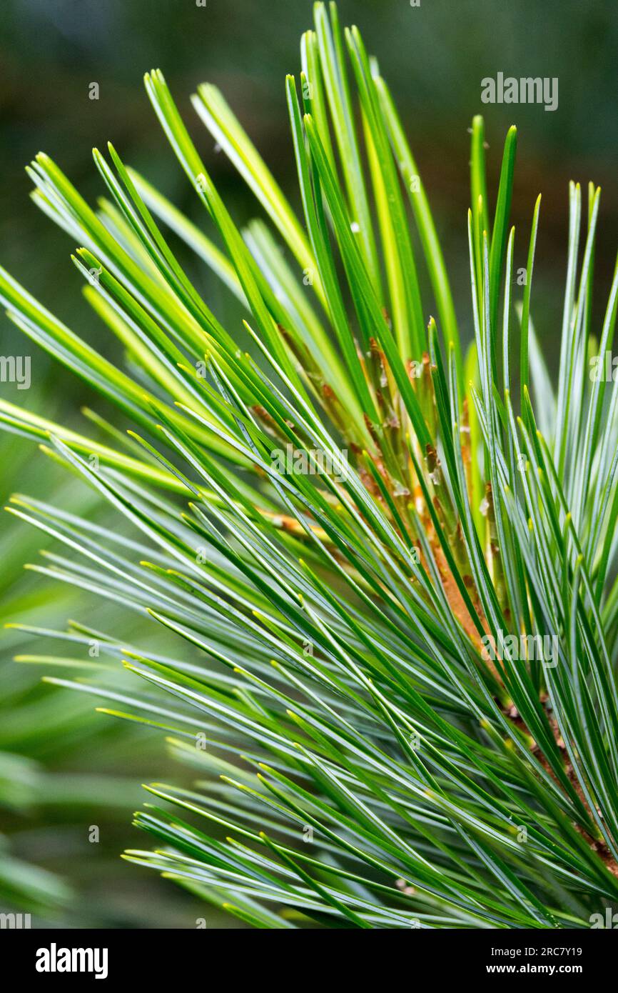 Korean Pine, Pinus koraiensis 'Shibamichi' Stock Photo
