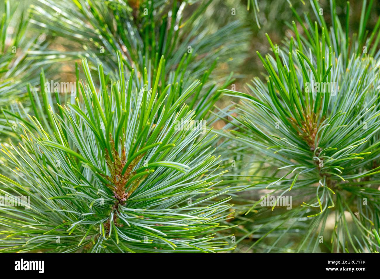 Korean Pine, Needles, Green, Coniferous, Plant, Pinus koraiensis Stock Photo