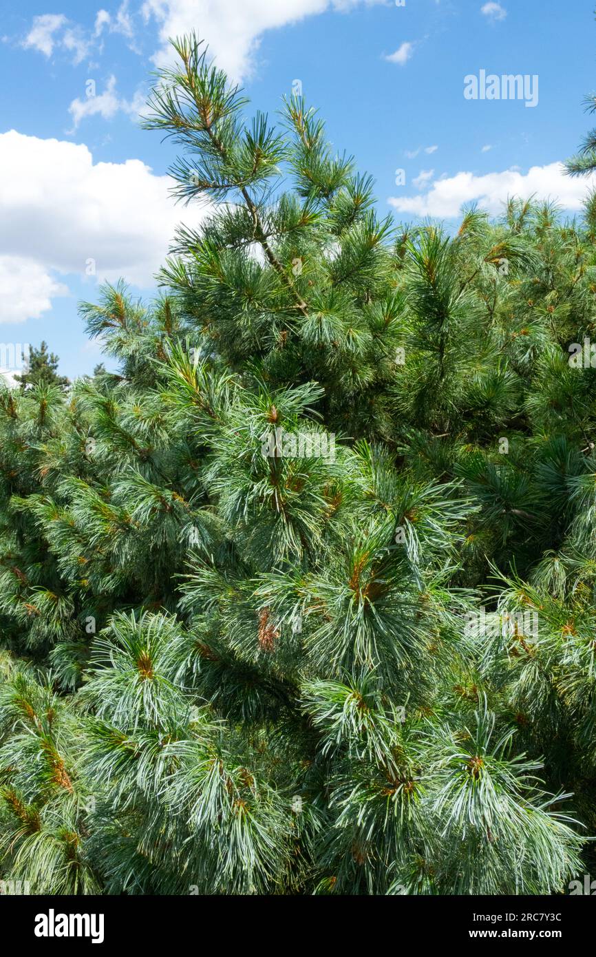 Hakkoda White Pine, Pinus hakkodensis, Tree, Conifer Stock Photo