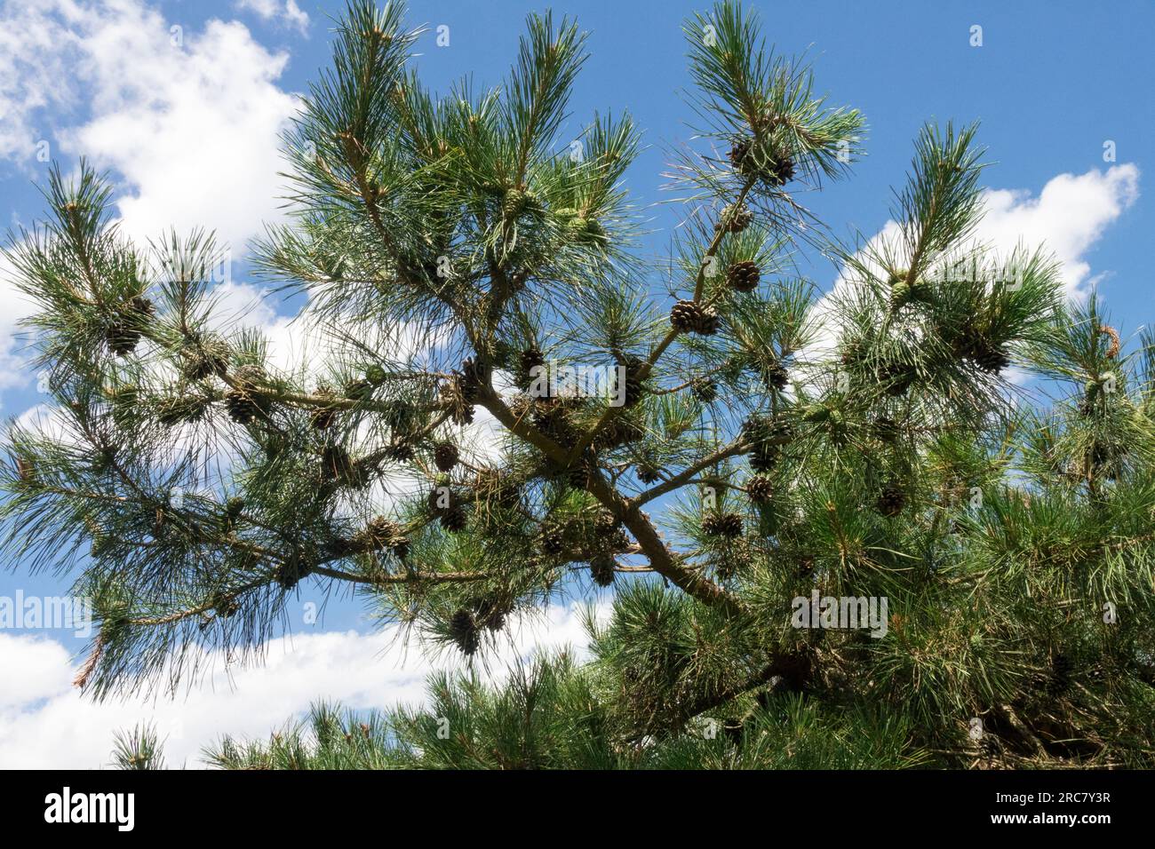 Chinese Pine tree Pinus tabuliformis branches Stock Photo