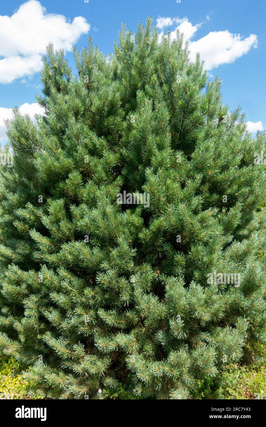Scots Pine, Pinus sylvestris 'Argentea Compacta' Stock Photo