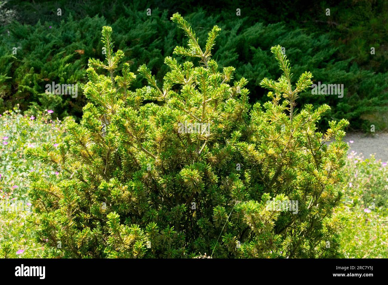 Japanese White Pine, Pinus parviflora 'Adcocks Dwarf' in garden Stock Photo
