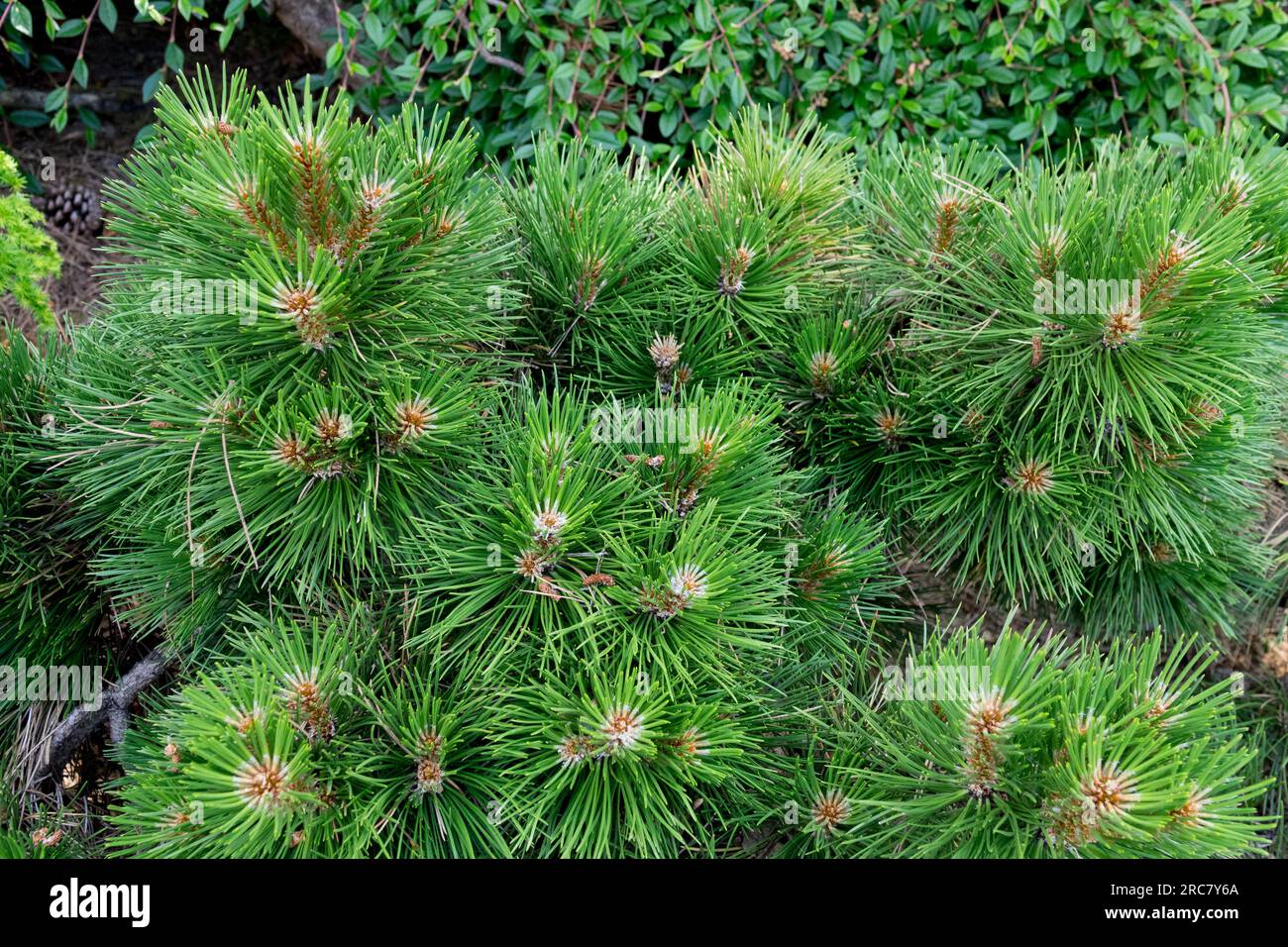 Pinus nigra 'Hornibrookiana', European Black Pine in garden Stock Photo