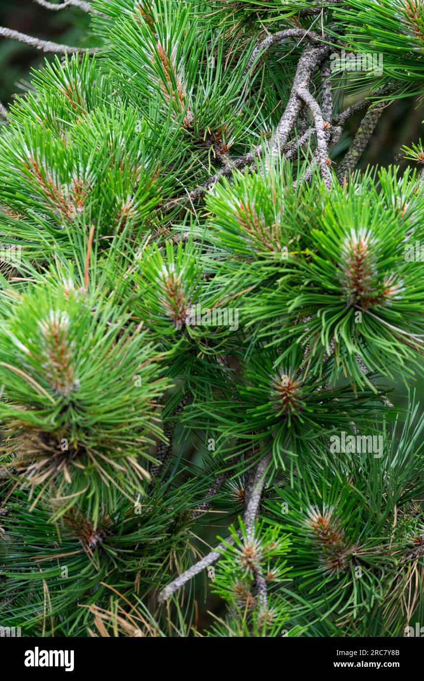 Pinus nigra 'Helga', European Black Pine Stock Photo