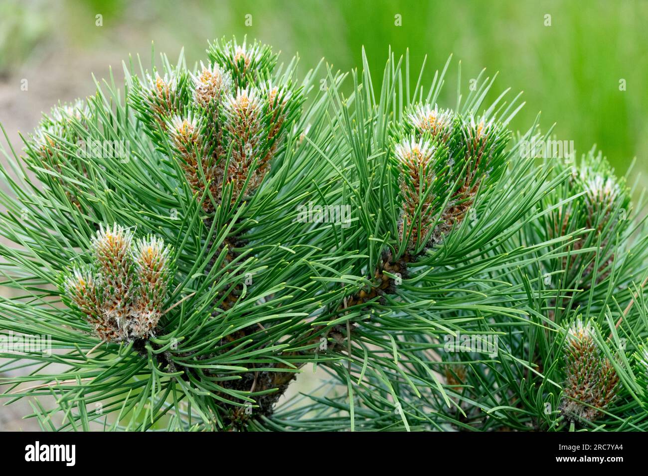 European Black Pine, Pinus nigra 'Helga' Stock Photo