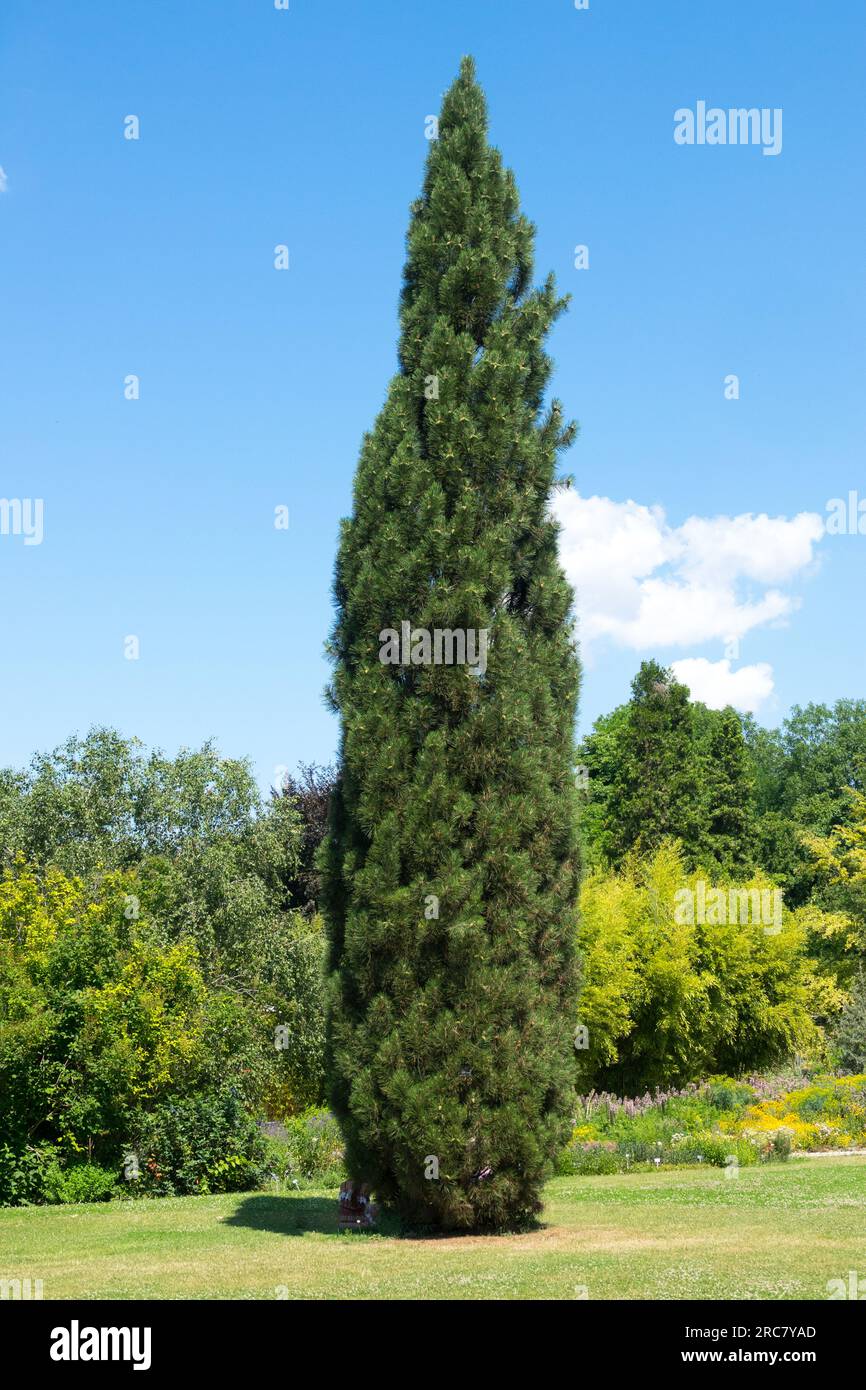 Pinus nigra, European Black Pine, Narrow, Tree, Garden Pinus nigra "Pyramidalis Caramanica" Stock Photo