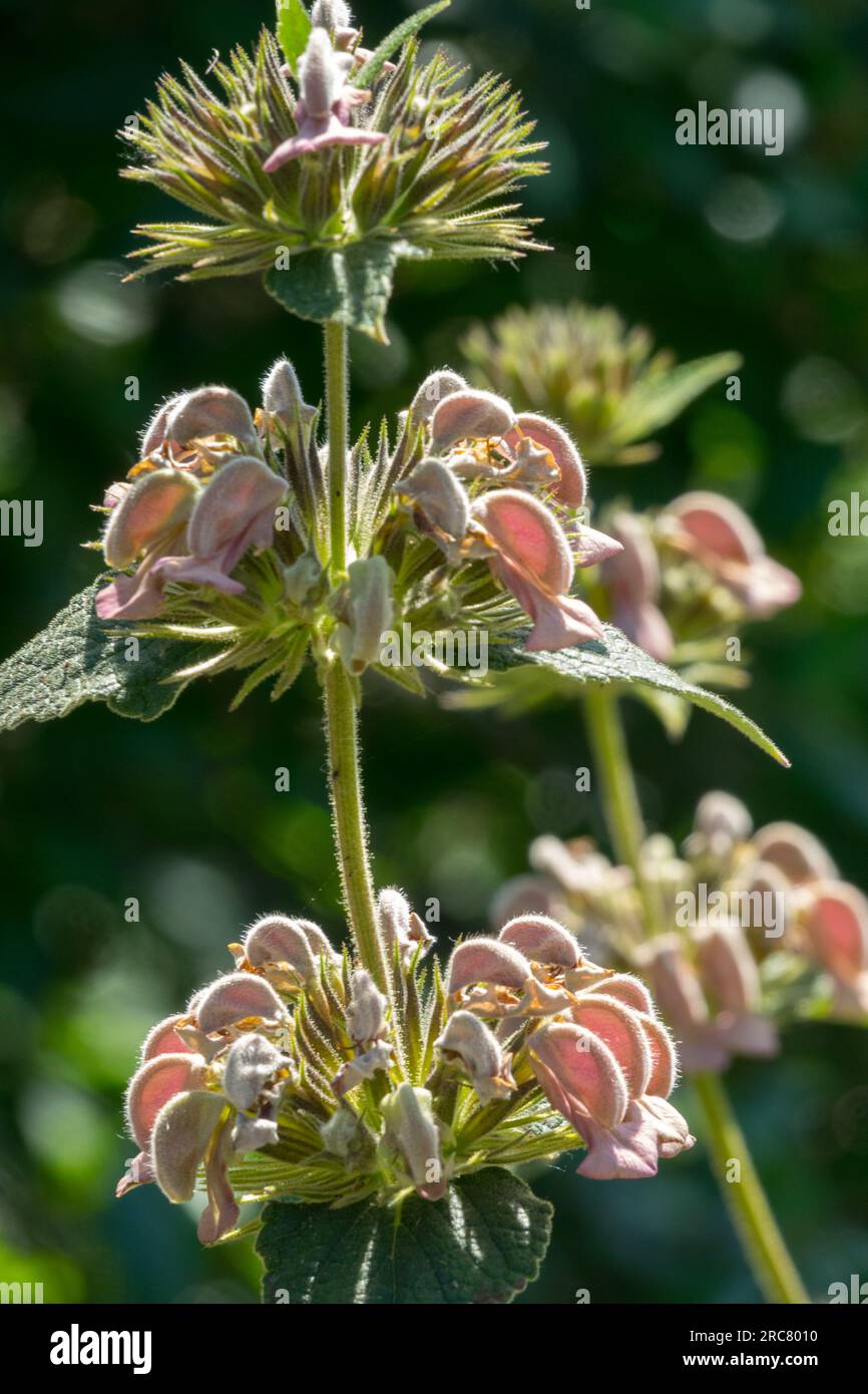 Greek Jerusalem Sage  Phlomis samia Phlomis, Flower, Closeup Stock Photo