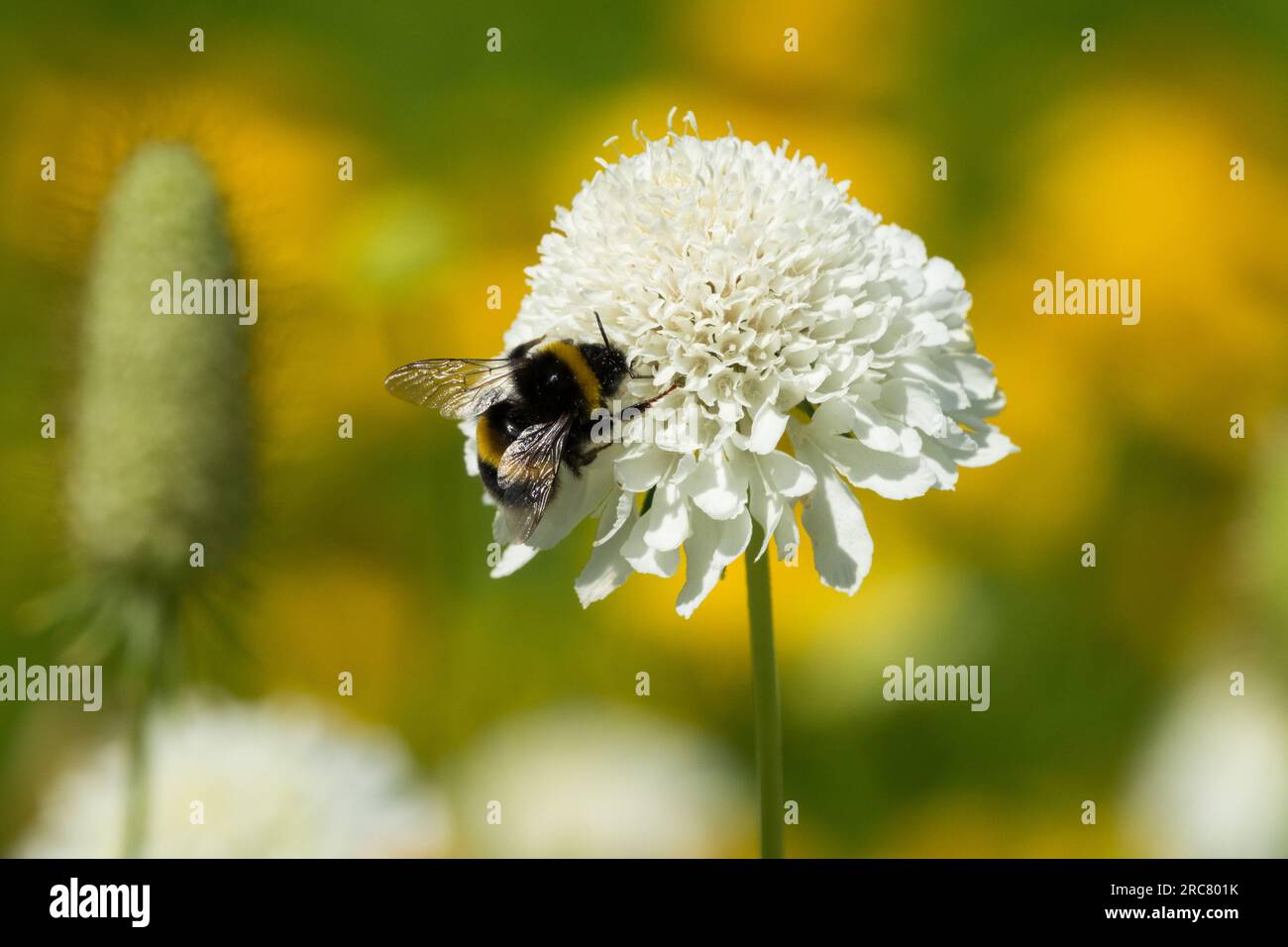 Bumblebee on Cephalaria  Flower, Closeup Cephalaria gigantea 'Alba' Stock Photo