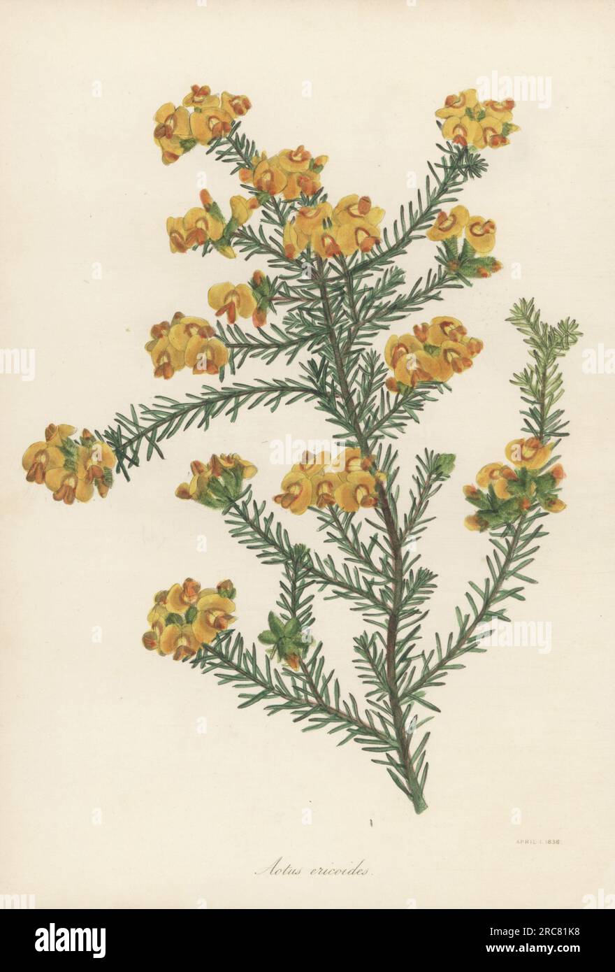 Golden aotus or golden pea, Aotus ericoides. Native to eastern Australia. Erica-like or heath-like aotus. Handcoloured lithograph from Joseph Paxton’s Magazine of Botany, and Register of Flowering Plants, Volume 5, Orr and Smith, London, 1838. Stock Photo