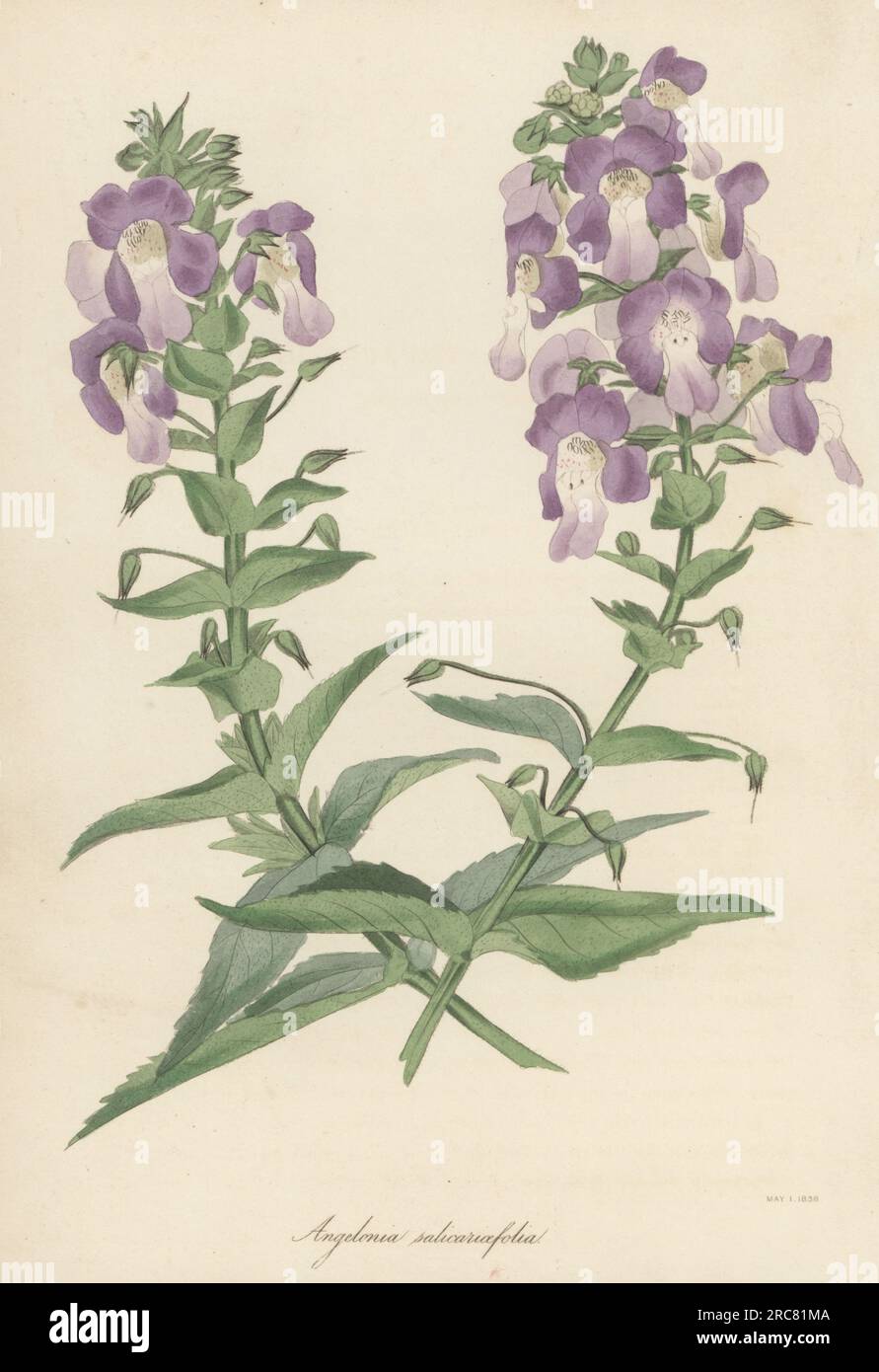 Willowleaf angelonia, Angelonia salicariifolia. Native to South America, introduced from Caracas, flowered at Spofforth, the garden of botanist William Herbert, Dean of Manchester, in 1819. Willow-leaved angelonia, Angelonia salicariaefolia. Handcoloured lithograph from Joseph Paxton’s Magazine of Botany, and Register of Flowering Plants, Volume 5, Orr and Smith, London, 1838. Stock Photo