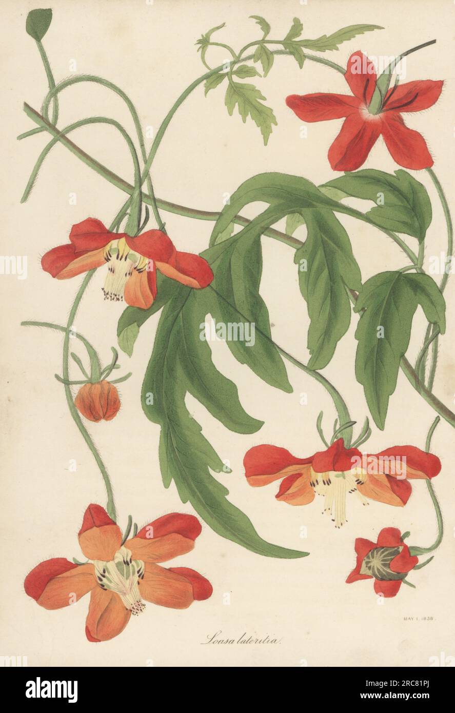 Chile nettle, Caiophora lateritia. Native to South America, raised in Glasgow Botanic Garden from seeds sent by Scottish botanist James Tweedie from Tucuman, Argentina. Red-flowered loasa, Loasa lateritia. Handcoloured lithograph from Joseph Paxton’s Magazine of Botany, and Register of Flowering Plants, Volume 5, Orr and Smith, London, 1838. Stock Photo