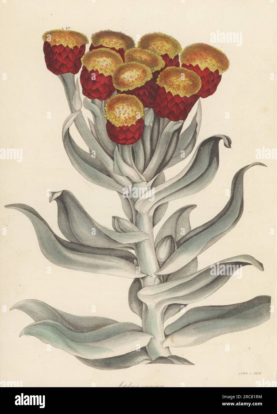 Everlasting, Syncarpha eximia. Native to the Eastern and Western Cape, South Africa, introduced by Scottish plant collector Colonel William Patterson in 1793. Fine astelma, Astelma eximium, Gnaphalium eximium. Handcoloured lithograph from Joseph Paxton’s Magazine of Botany, and Register of Flowering Plants, Volume 5, Orr and Smith, London, 1838. Stock Photo