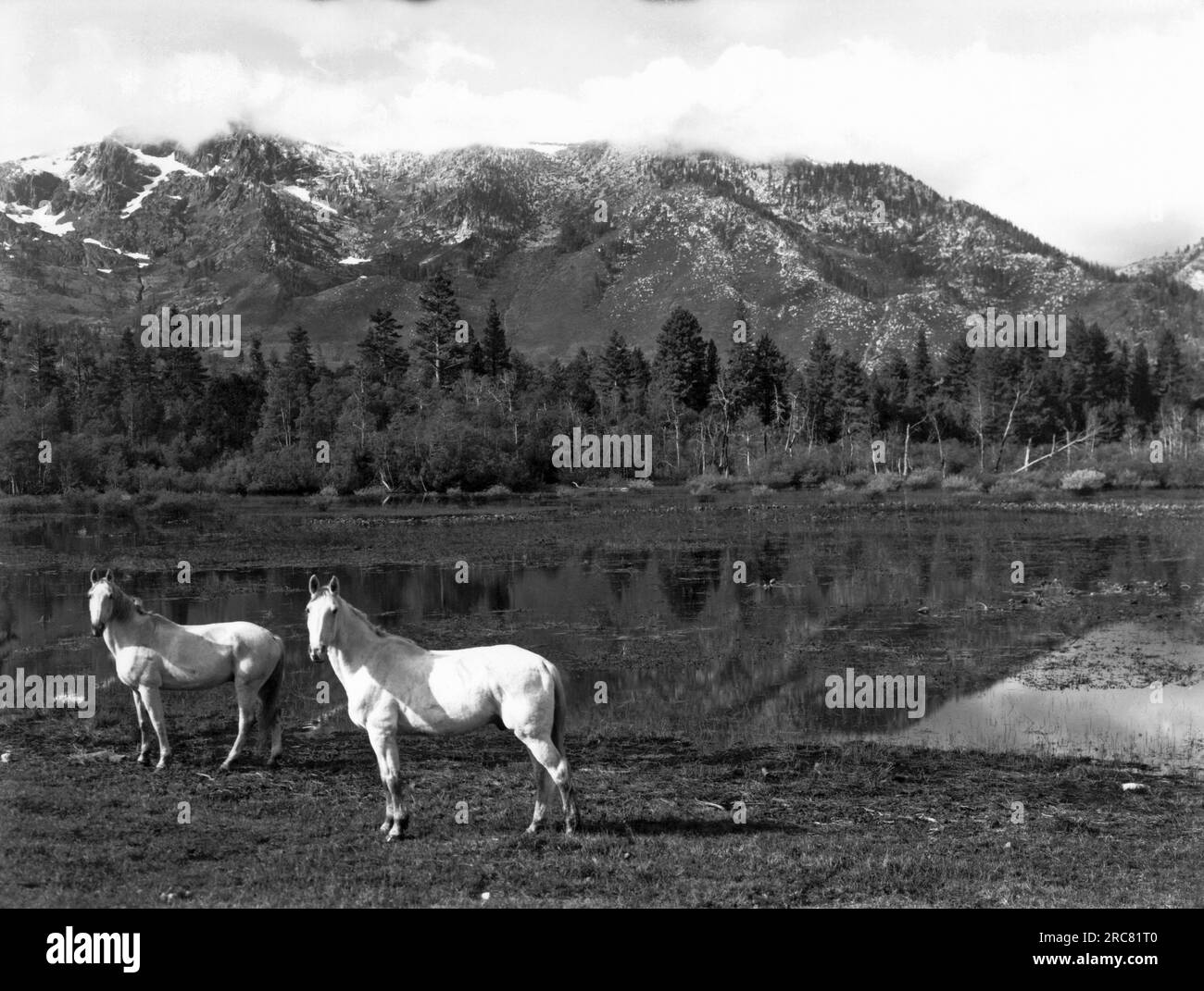 Lake Tahoe, California: c. 1895. Two white horses stand by a pond in