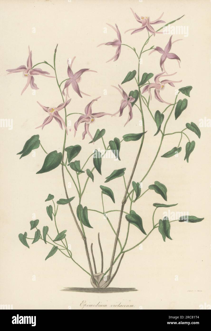 Large flowered barrenwort or bishop's hat, Epimedium grandiflorum. Native to Japan and Korea, introduced by German botanist Philipp Franz von Siebold. Violet-flowered barren-wort, Epimedium violaceum. Handcoloured lithograph from Joseph Paxton’s Magazine of Botany, and Register of Flowering Plants, Volume 5, Orr and Smith, London, 1838. Stock Photo