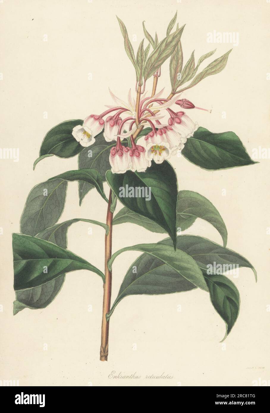Enkianthus quinqueflorus. Native to Asia, China, and raised at Lucombe, Pince & Co. Nursery, Exeter. Netted-leaved enkianthus, Enkianthus reticulatus. Handcoloured lithograph after a botanical illustration by Miss Flood from Joseph Paxton’s Magazine of Botany, and Register of Flowering Plants, Volume 5, Orr and Smith, London, 1838. Stock Photo