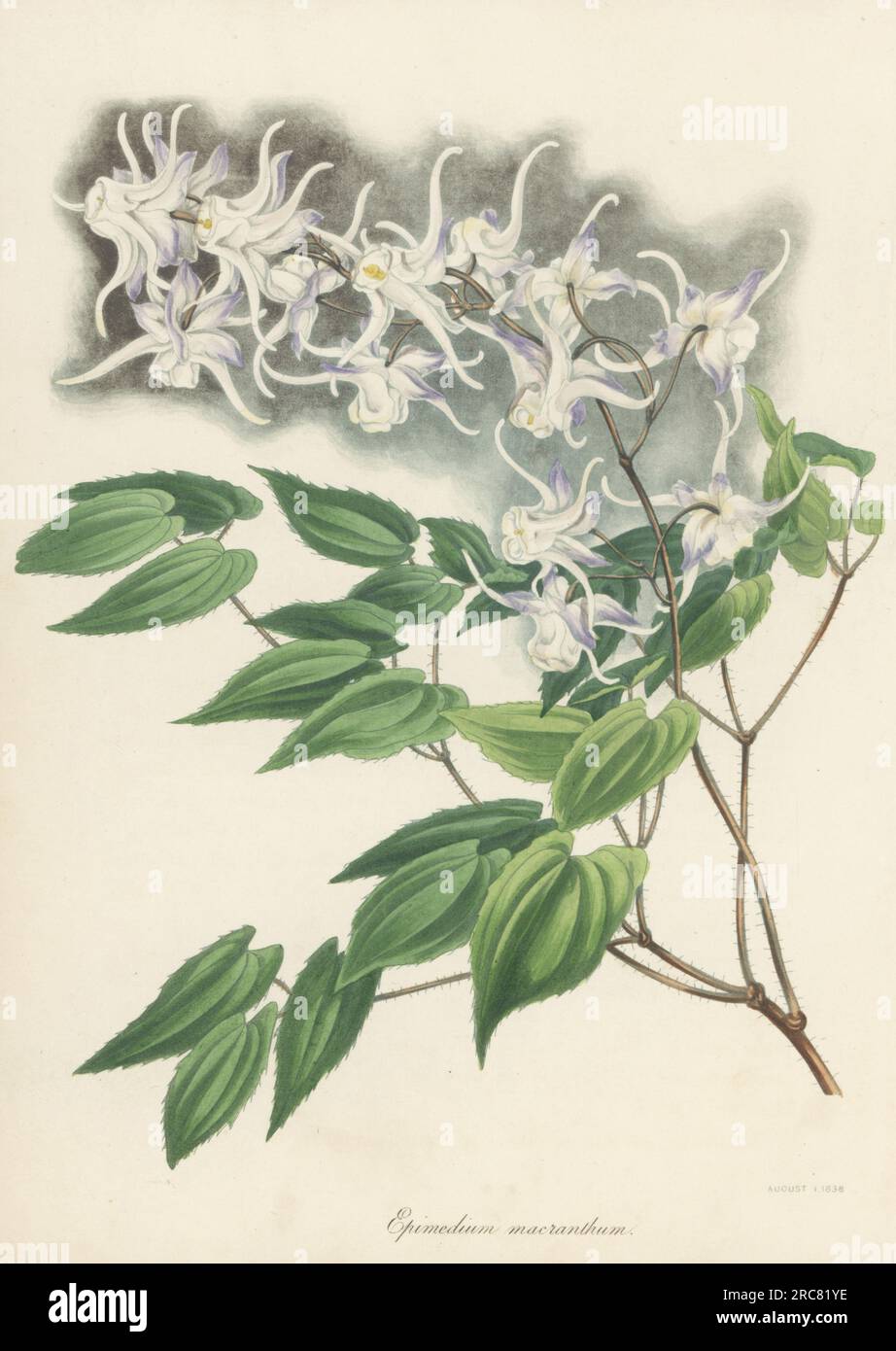 Large flowered barrenwort or bishop's hat, Epimedium grandiflorum. Native to Japan and Korea, introduced by German botanist Philipp Franz von Siebold. Large flowered barren-wort, Epimedium macranthum. Handcoloured lithograph from Joseph Paxton’s Magazine of Botany, and Register of Flowering Plants, Volume 5, Orr and Smith, London, 1838. Stock Photo