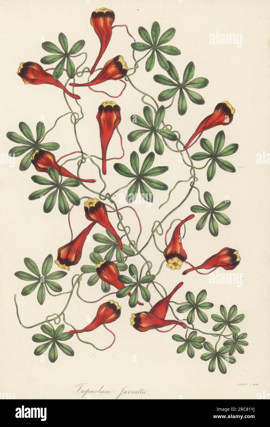Three-coloured Indian cress, Chilean nasturtium, soldadito rojo or relicario, Tropaeolum tricolor. Native to Chile, Nasturtium species, Tropaeolum jarrattii. Handcoloured lithograph from Joseph Paxton’s Magazine of Botany, and Register of Flowering Plants, Volume 5, Orr and Smith, London, 1838. Stock Photo