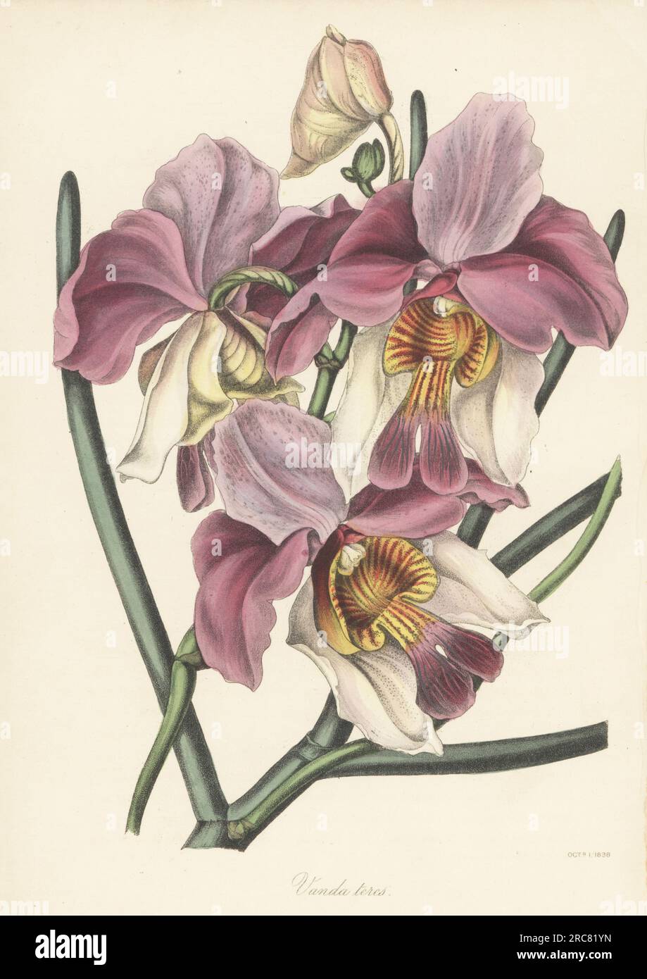 Papilionanthe teres orchid.  Native to southeast Asia, Yunnan to the Himalayas, discovered in Sylhet (Bangladesh) by botanist Nathaniel Wallich, superintendent of Calcutta Botanic Garden. Taper-leaved vanda, Vanda teres. Handcoloured lithograph from Joseph Paxton’s Magazine of Botany, and Register of Flowering Plants, Volume 5, Orr and Smith, London, 1838. Stock Photo