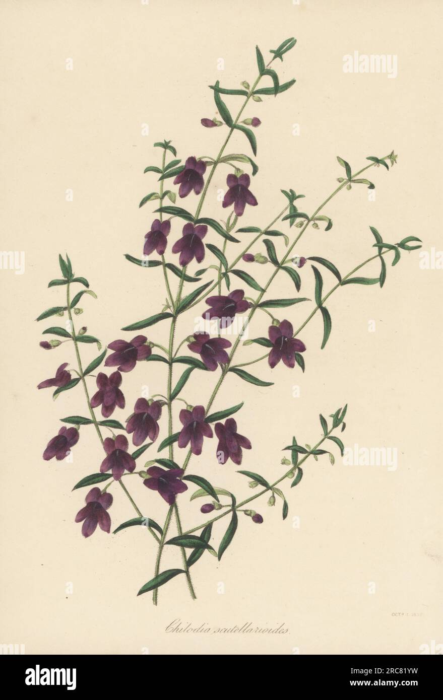 Mint bush, Prostanthera scutellarioides. Native to New South Wales, Australia, first described in 1810 by Scottish botanist Robert Brown. Scutellaria-like chilodia, Chilodia scutellarioides. Handcoloured lithograph from Joseph Paxton’s Magazine of Botany, and Register of Flowering Plants, Volume 5, Orr and Smith, London, 1838. Stock Photo