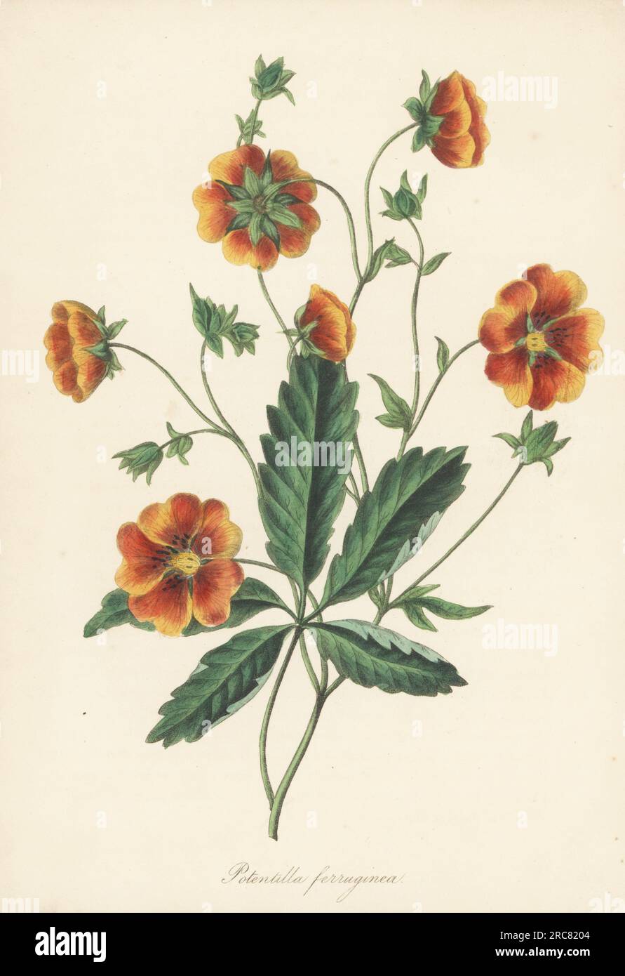 Rusty-brown flowered cinquefoil, Potentilla ferruginea. Drawn at William Rollisson's Tooting nursery in 1837. Handcoloured lithograph from Joseph Paxton’s Magazine of Botany, and Register of Flowering Plants, Volume 5, Orr and Smith, London, 1838. Stock Photo