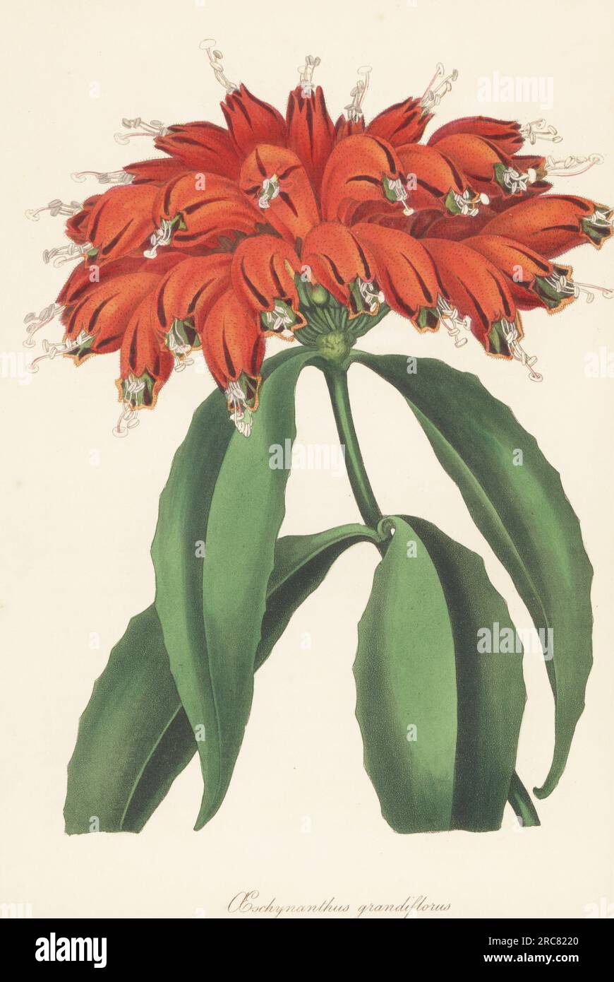 Lipstick plant, Aeschynanthus parasiticus. Imported from the Khoseca Hills, India, by John Gibson, plant collector to the Duke of Devonshire. Great-flowered aeschynanthus, Aeschynanthus grandiflorus, Incarvillea parasitica. Handcoloured lithograph from Joseph Paxton’s Magazine of Botany, and Register of Flowering Plants, Volume 5, Orr and Smith, London, 1838. Stock Photo