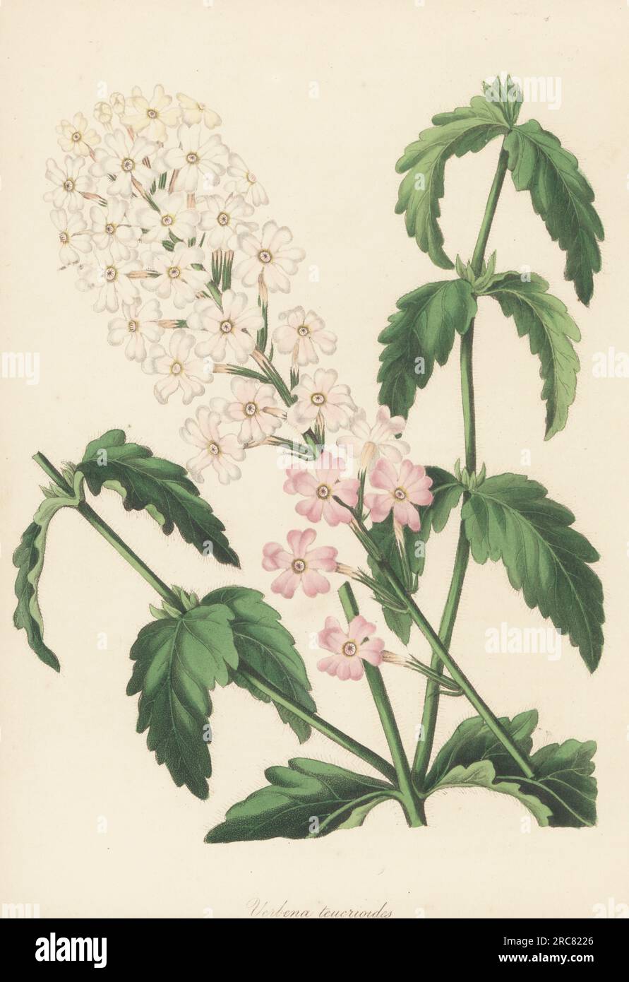 Mock vervain or mock verbena, Glandularia platensis. Native to South America, seeds sent from Buenos Ayres by Scottish plant collector James Tweedie. Teucrium-like verbena, Verbena teucrioides. Handcoloured lithograph from Joseph Paxton’s Magazine of Botany, and Register of Flowering Plants, Volume 5, Orr and Smith, London, 1838. Stock Photo