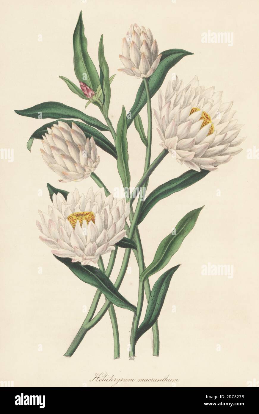 Strawflower, Xerochrysum macranthum. Native to the Swan River colony, Australia, introduced to England by Captain James Mangles, R.N. Large-flowered helichrysum, Helichrysum macranthum. Handcoloured lithograph from Joseph Paxton’s Magazine of Botany, and Register of Flowering Plants, Volume 5, Orr and Smith, London, 1838. Stock Photo