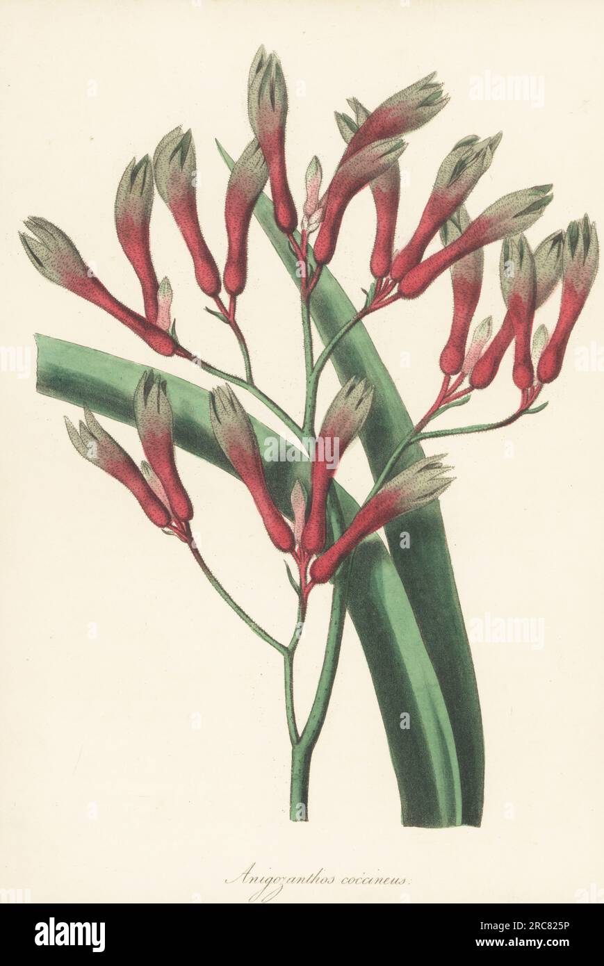 Tall, yellow or evergreen kangaroo paw, Anigozanthos flavidus. Native to Swan River colony, Australia, and introduced via R. Mangles of Sunning Hill. Scarlet anigozanthos, Anigozanthos coccineus. Handcoloured lithograph from Joseph Paxton’s Magazine of Botany, and Register of Flowering Plants, Volume 5, Orr and Smith, London, 1838. Stock Photo
