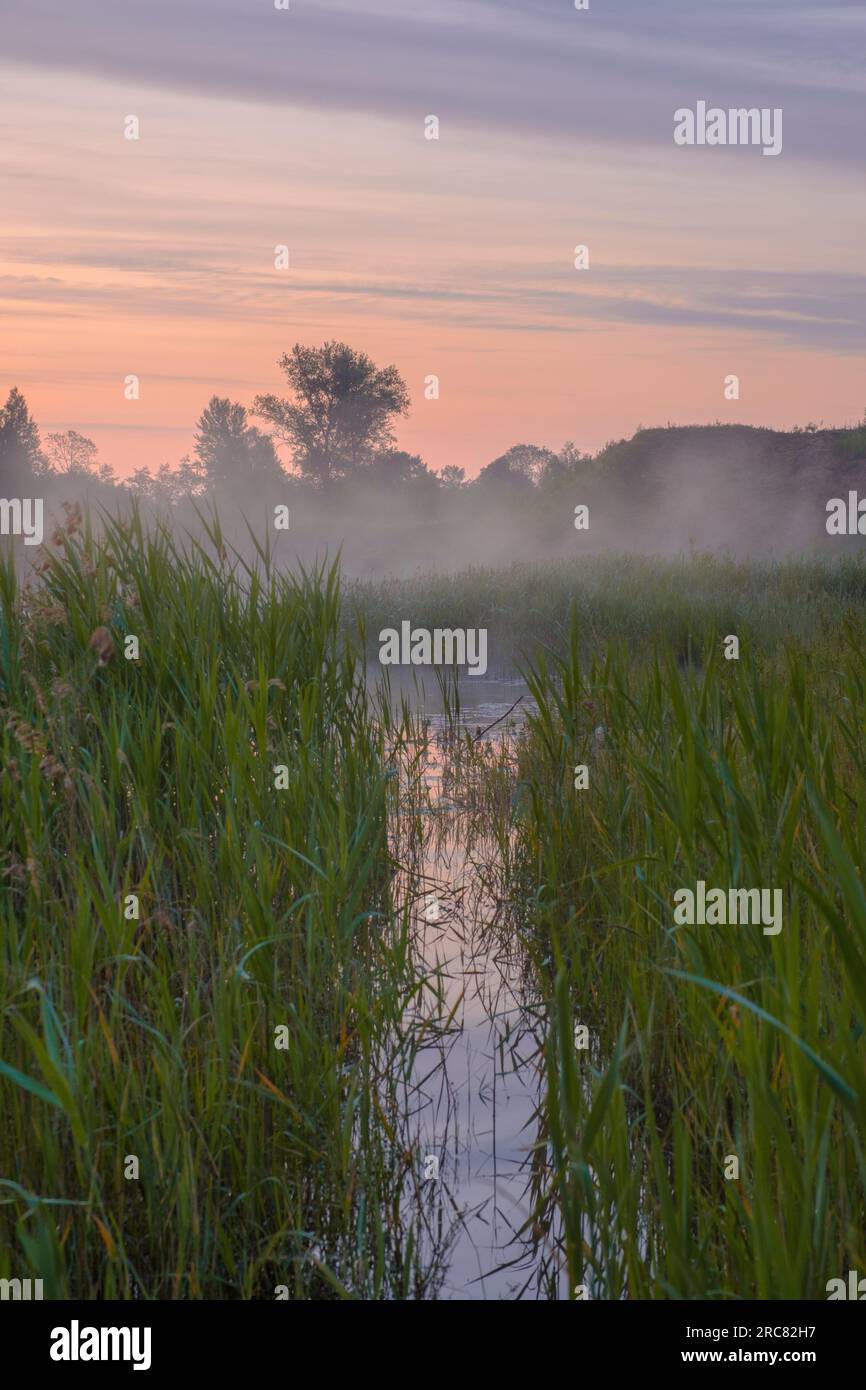 Calm river bank thickets reeds hi-res stock photography and images - Alamy