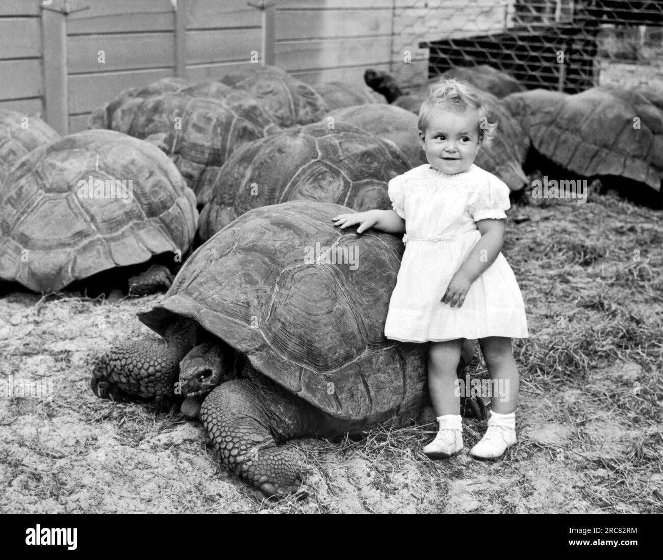 Miami, Florida:  1946. A young girl leans up against nearly five hundred pounds of  tortoise in the world's largest tortoise colony at the North Miami Zoo. Stock Photo