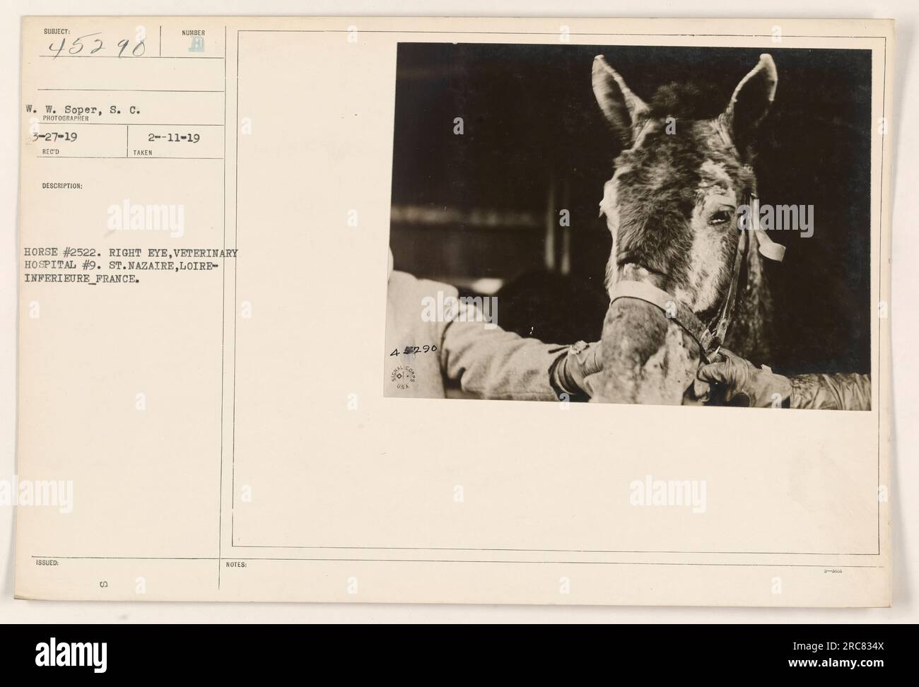 Horse #2522 with some damage to its right eye being cared for at Veterinary Hospital #9 in St. Nazaire, Loire-Inferieure, France. This photograph was taken by W. W. Soper, S. C. on March 27, 1919. The image was part of the collection of military activities during World War One with the assigned description number 45290. Additional notes suggest an issue number of 2, given on November 19, 1919, with a reference to 42.96. Stock Photo