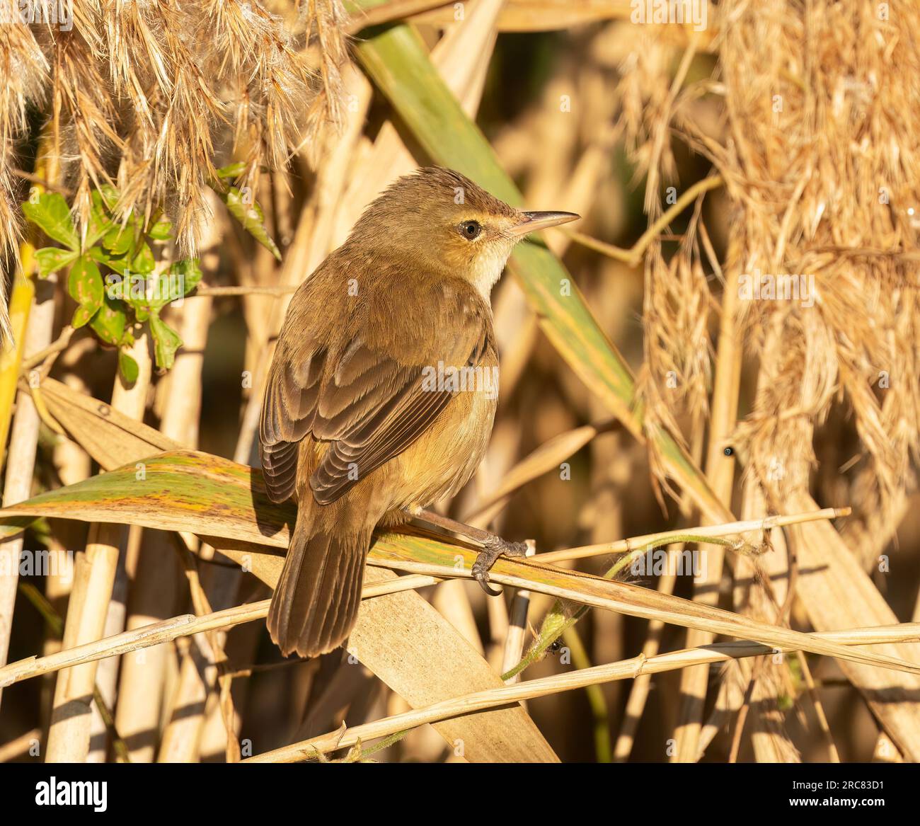 Australian Reed Types Australian Reed-Warbler (Acrocephalus australis) are found in a wide ...