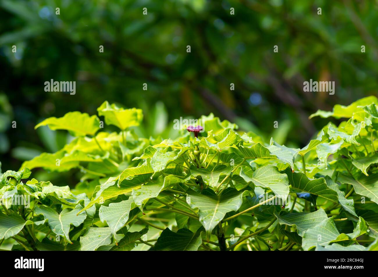 Kalpataru (Ficus religiosa), bodhi tree green leave and flowers