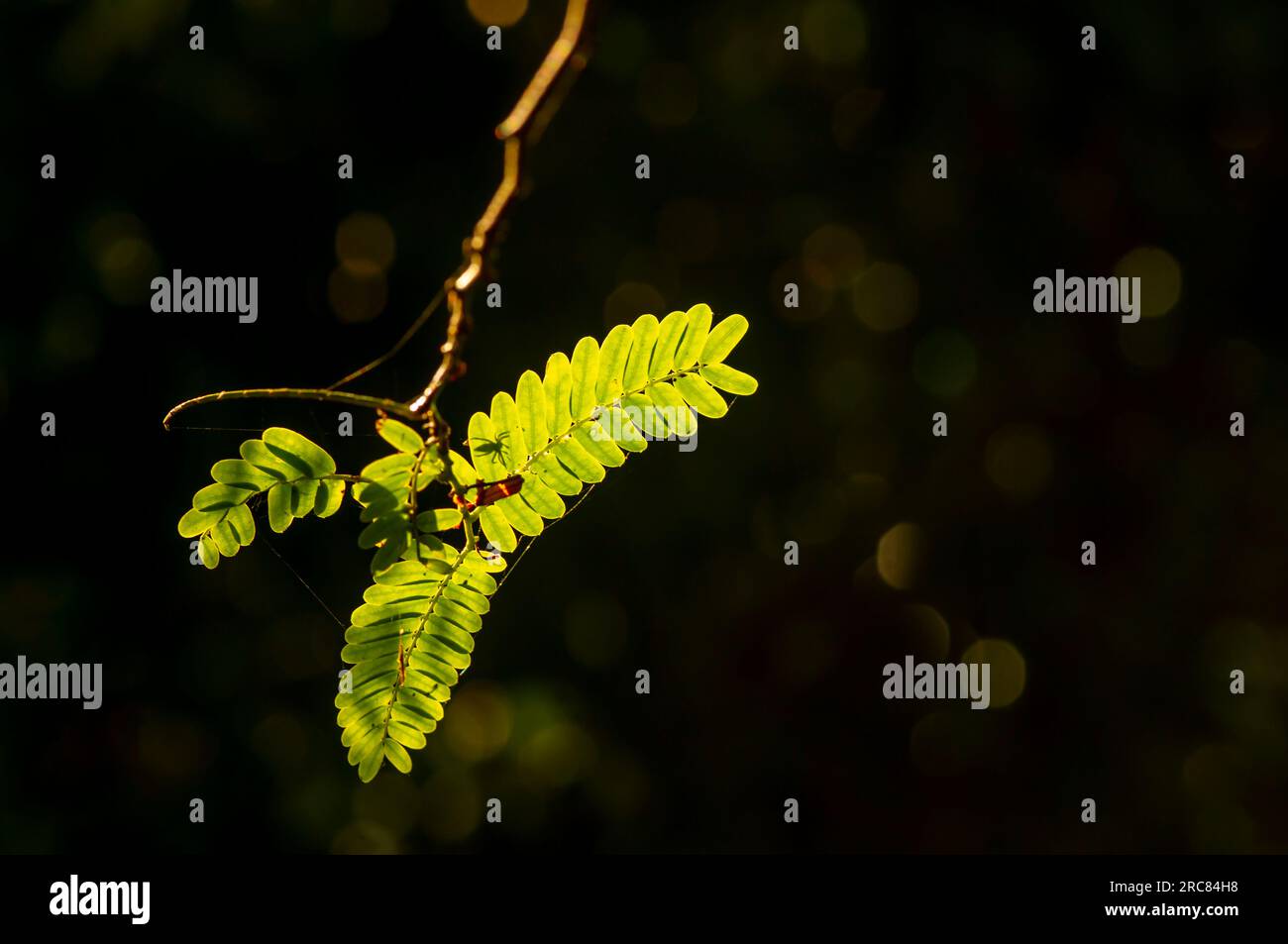 River tamarind (Leucaena leucocephala) green leaves and spider silhouette, with dark background for natural background. Stock Photo